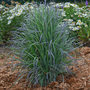 A healthy Standing Ovation Little Bluestem ornamental grass with blue-green foliage, displayed in a garden setting with other plants in the background.