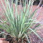 1 gallon standing ovation little bluestem grass