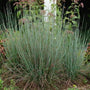 Standing Ovation Little Bluestem in full sun with upright blue-green foliage and red-bronze fall tones.