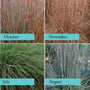 Tight, upright clump of Standing Ovation Little Bluestem showing four-season color.