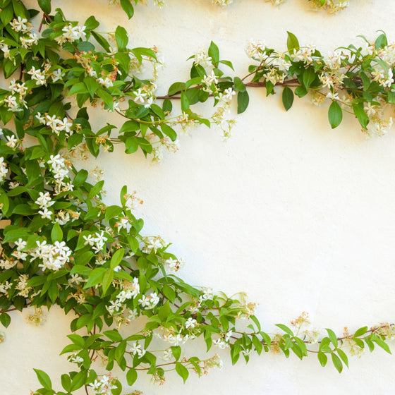 confederate jasmine seen climbing a wall