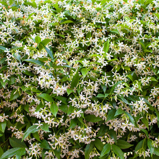 mass of white star-shaped blooms on confederate jasmine plant