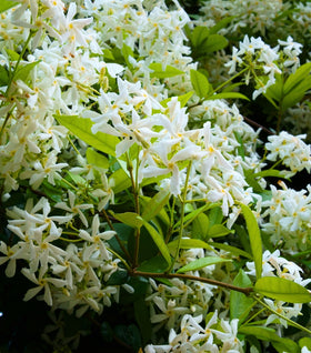 Star Jasmine