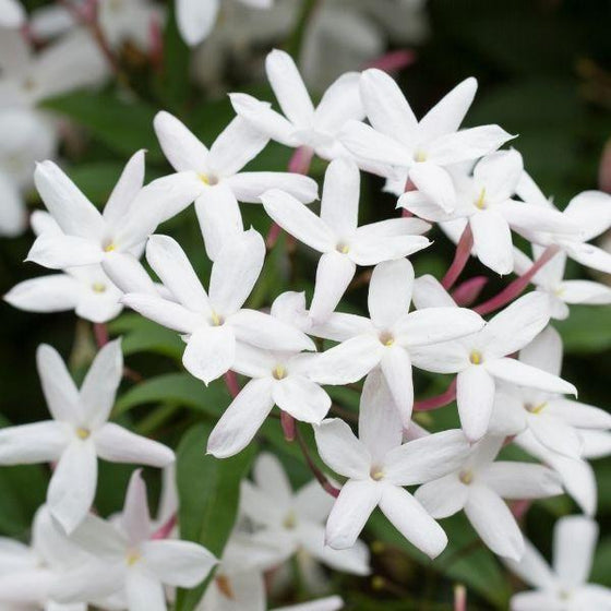 Close up of Madison Star Jasmine flowers with white petals