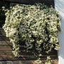 Patio container overflowing with Madison Star Jasmine flowers
