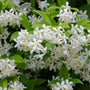 Madison Star Jasmine plants have fragrant snow white flowers and dense green foliage
