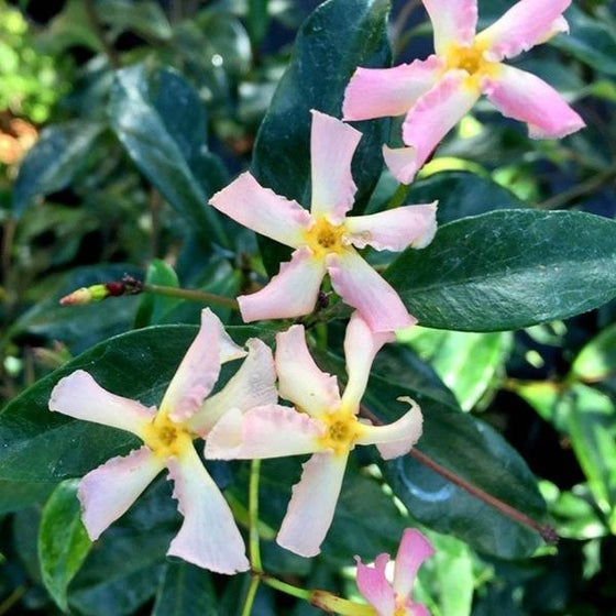 Star Jasmine For Sale Online