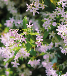 Star Jasmine 'Pink Showers' Vine