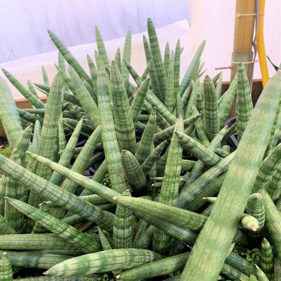 beautiful Starfish Snake Plant