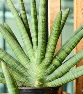 Starfish Snake Plants