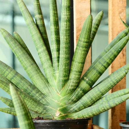 sansevieria boncel flowers Rare Boncel Starfish Snake Plant -Sanseveria- Almost Impossible to Kill
