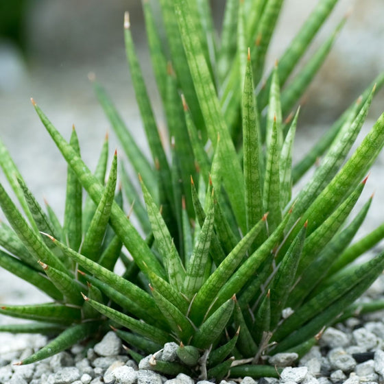 starfish snake plant low maintenance house plant