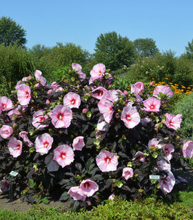 Starry Starry Night Hardy Hibiscus