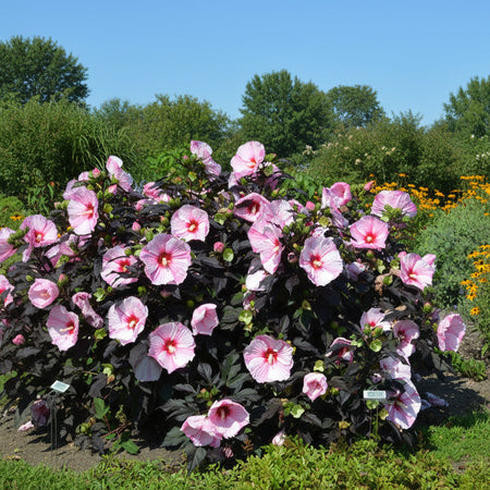 Starry Starry Night Hibiscus for Sale | Hardy Hibiscus