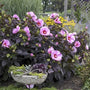 Starry Starry Night Hardy Hibiscus with huge pale pink speckled flowers blooming above near-black foliage in full sun