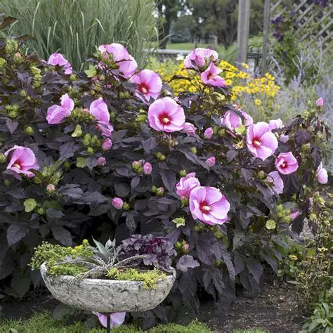 Starry Starry Night Hardy Hibiscus with huge pale pink speckled flowers blooming above near-black foliage in full sun