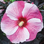 Close-up of Starry Starry Night Hibiscus pink flower with darker pink speckling and veining