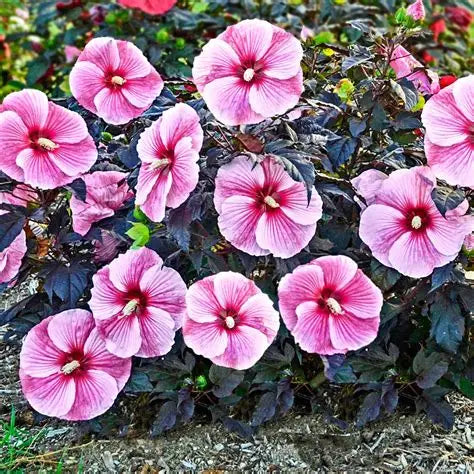 Deer resistant Starry Starry Night Hibiscus growing in a full sun foundation planting