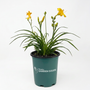 Hemerocallis Stella de Oro yellow daylily flowers in full sun