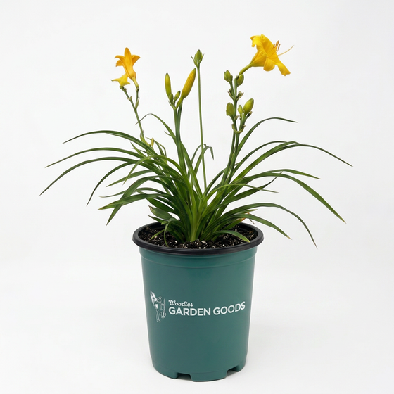 Hemerocallis Stella de Oro yellow daylily flowers in full sun