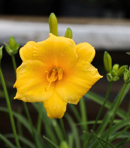 Stella D'oro Daylily