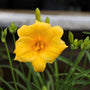 stella d'oro daylily in bloom summer