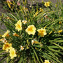 yellow Stella Doro Daylily