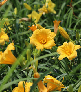 Stella D'oro Daylily