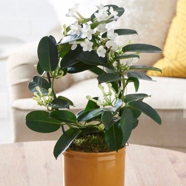 care of stephanotis plant indoors Stephanotis Hoop