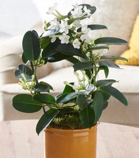 Stephanotis Hoop