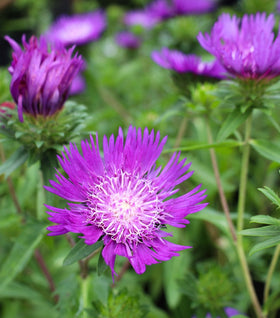 Stokesia Honeysong Purple