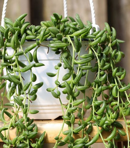 String of Bananas Plant