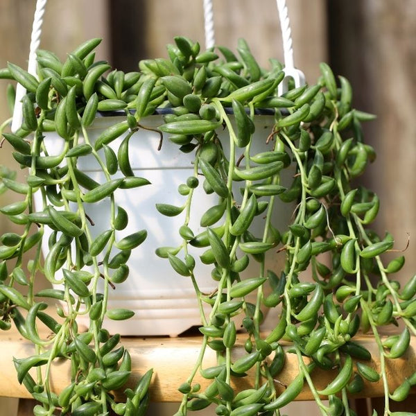 Buy String of Banana Plant Online | Succulent