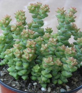 String of Buttons Plants