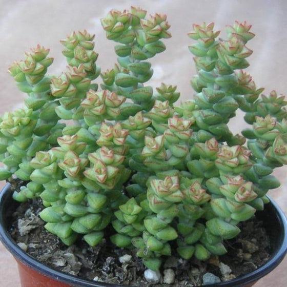 String of Buttons Plant