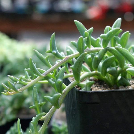 up close view of String of Dolphin Plant actually look like the animal