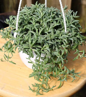 String of Dolphins Plants