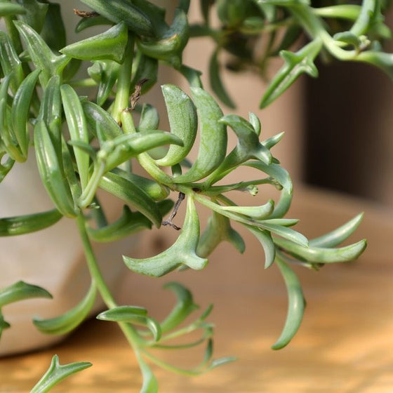 up close look on String of Dolphin Plant