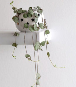 String of Hearts Plants