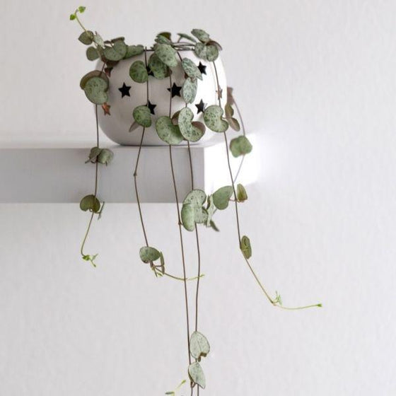 Close up of string of hearts foliage with light and dark green highlights
