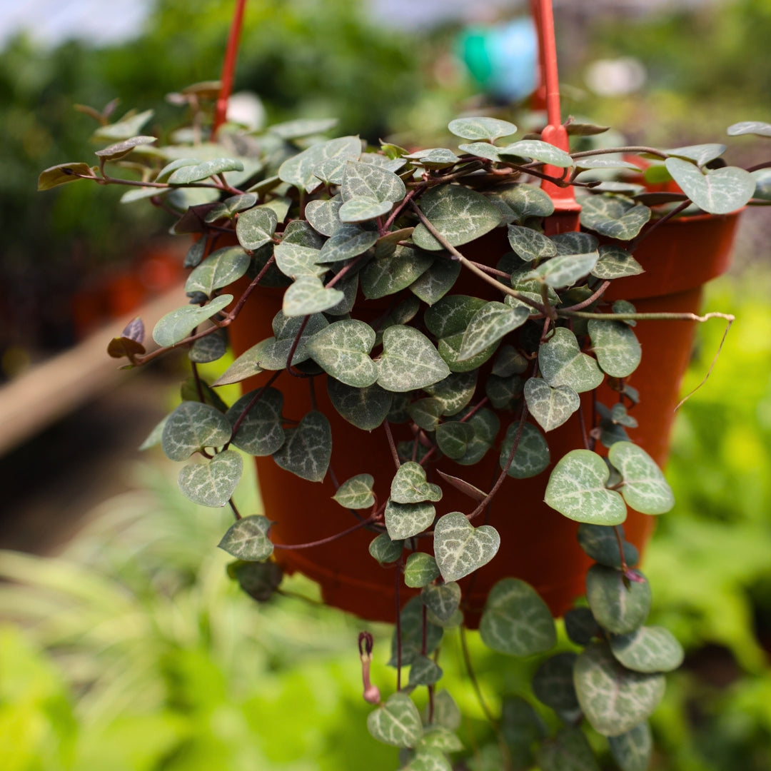 string of hearts hanging plant Buy String Of Hearts Plant Online: RARE Ceropegia Woodii Succulent 6 inch by Succulents Box