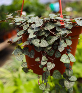 String of Hearts Plants