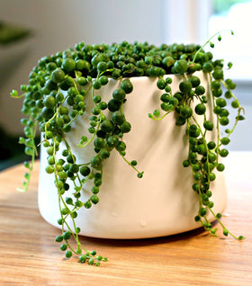 String of Pearls Plant