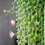 string of pearls blooming close up