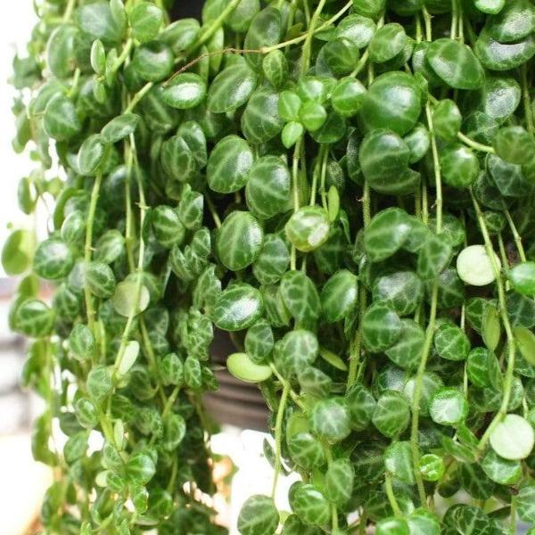 Buy String of Turtles Online - Peperomia prostrata | Garden Goods Direct