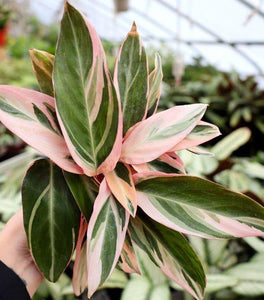 Stromanthe Triostar