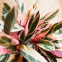 close up on the variegated foliage of the stromanthe triostar plant