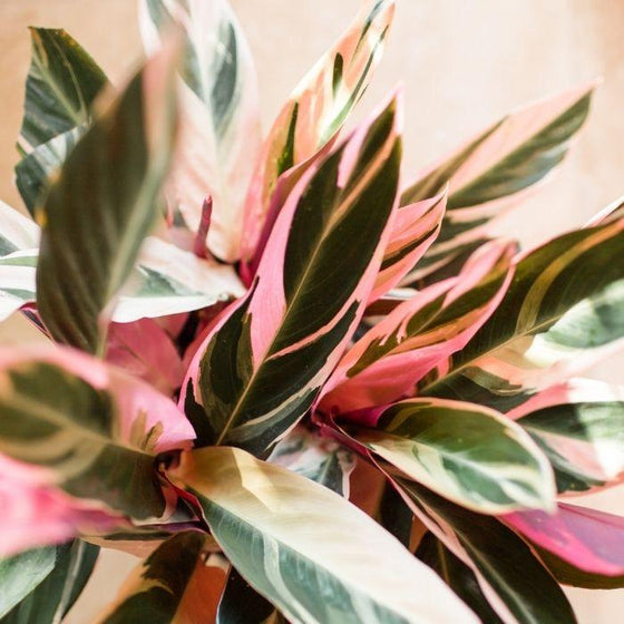 close up on the variegated foliage of the stromanthe triostar plant