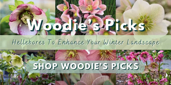 Woodie’s Picks: Hellebores To Enhance Your Winter Landscape