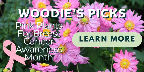 Woodie's Picks: Pink Plants For Breast Cancer Awareness Month
